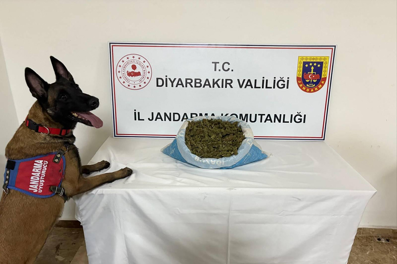 Uyuşturucu operasyonlarında binlerce kök kenevir ele geçirildi