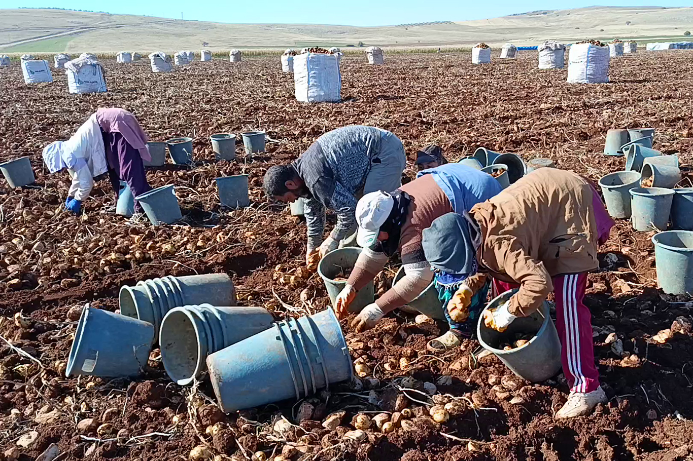 Tohumluk patatesler Türkiye'nin dört bir yanına gönderiliyor