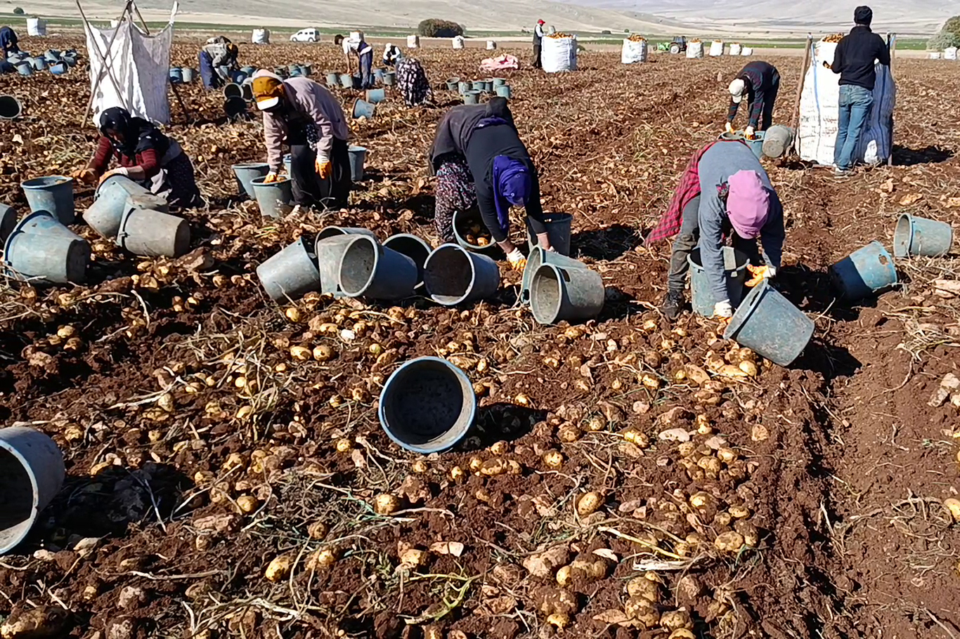 Tohumluk patatesler Türkiye'nin dört bir yanına gönderiliyor