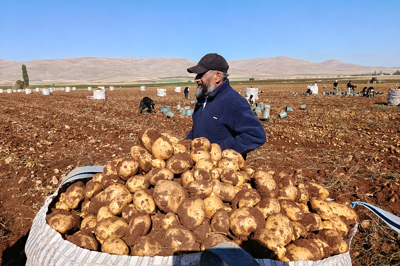 Tohumluk patatesler Türkiye'nin dört bir yanına gönderiliyor