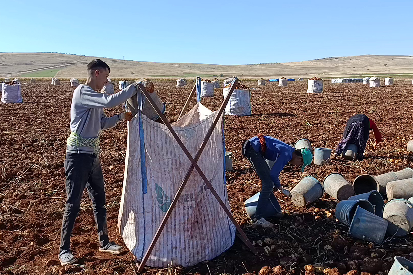 Tohumluk patatesler Türkiye'nin dört bir yanına gönderiliyor