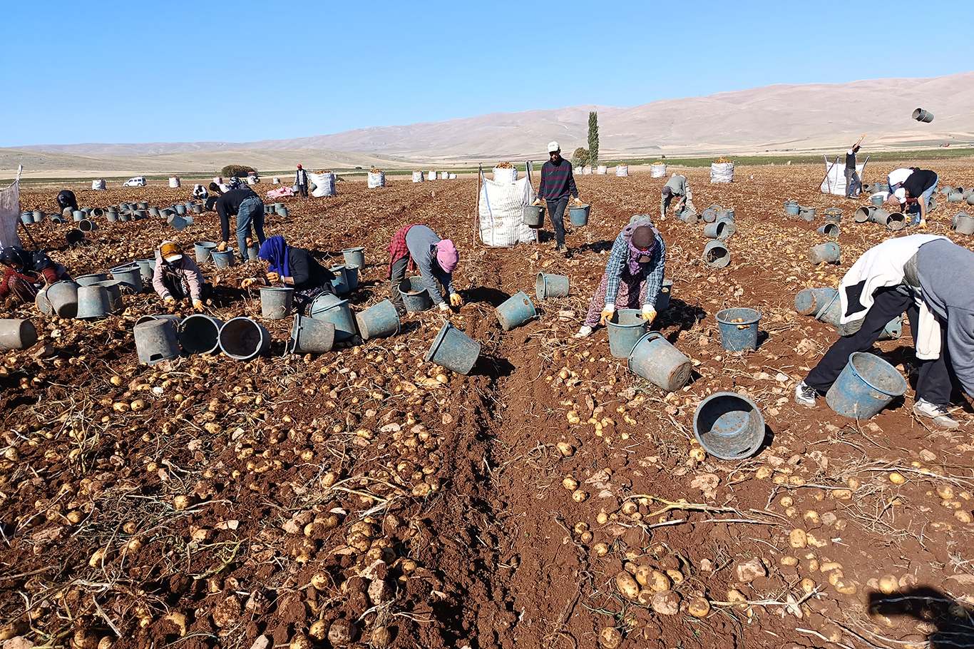 Tohumluk patatesler Türkiye'nin dört bir yanına gönderiliyor