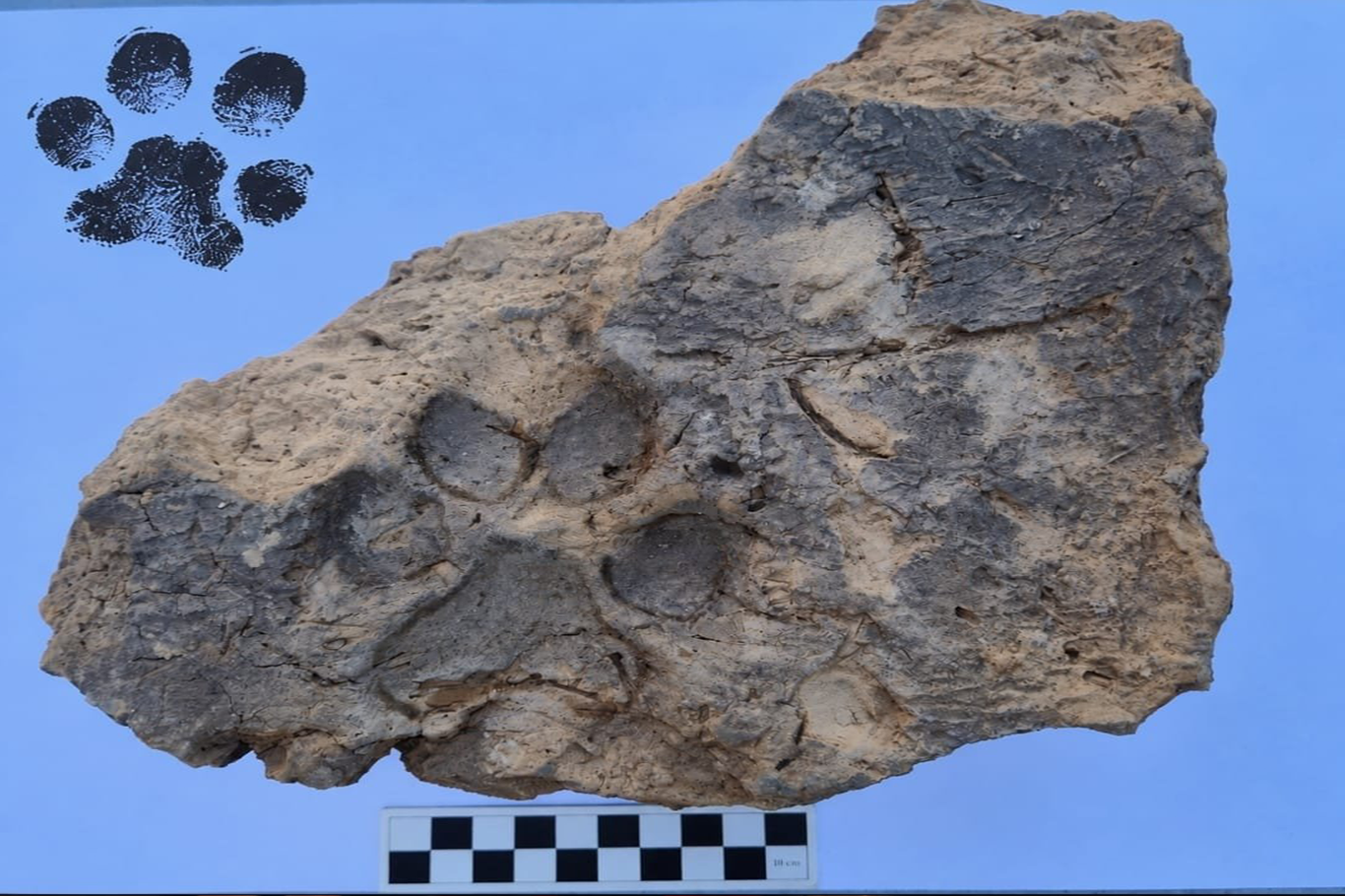 Tavşanlı Höyük’te 4 bin yıllık pati izleri bulundu