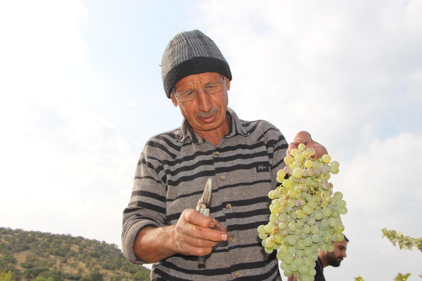 Mardin'de asırlık lezzet: Pekmez, pestil ve cevizli sucuk bereketi