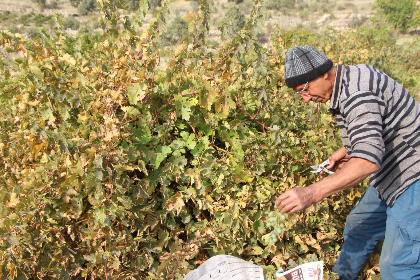 Mardin'de asırlık lezzet: Pekmez, pestil ve cevizli sucuk bereketi