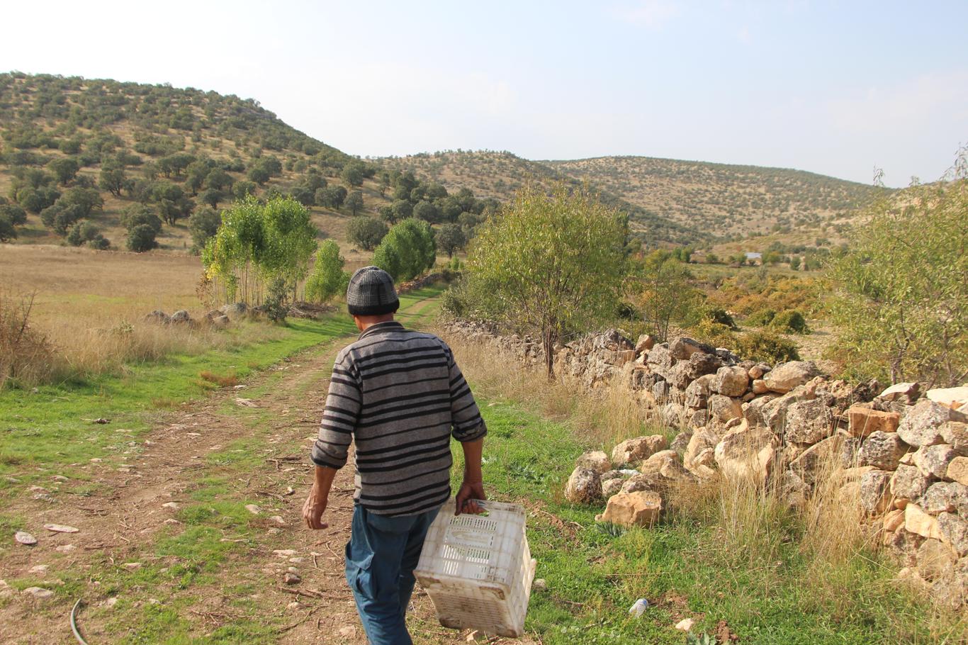 Mardin'de asırlık lezzet: Pekmez, pestil ve cevizli sucuk bereketi