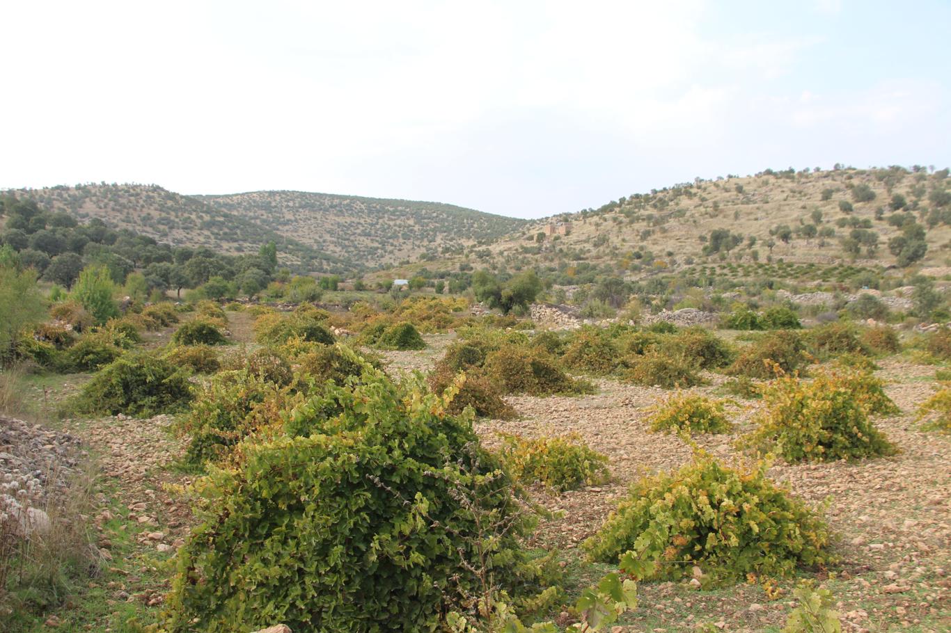 Mardin'de asırlık lezzet: Pekmez, pestil ve cevizli sucuk bereketi