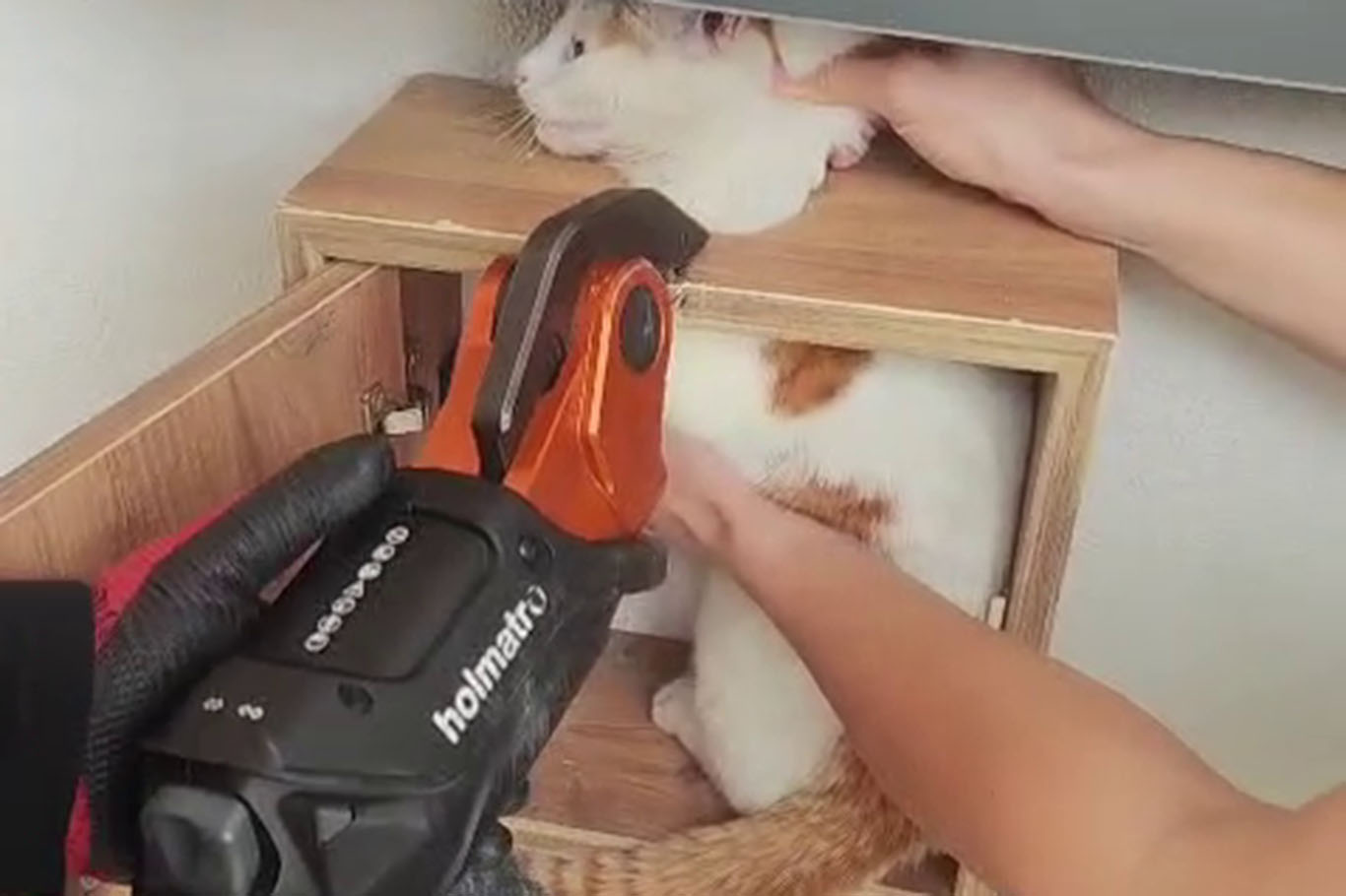 Malatya'da posta kutusuna sıkışan kedi kurtarıldı