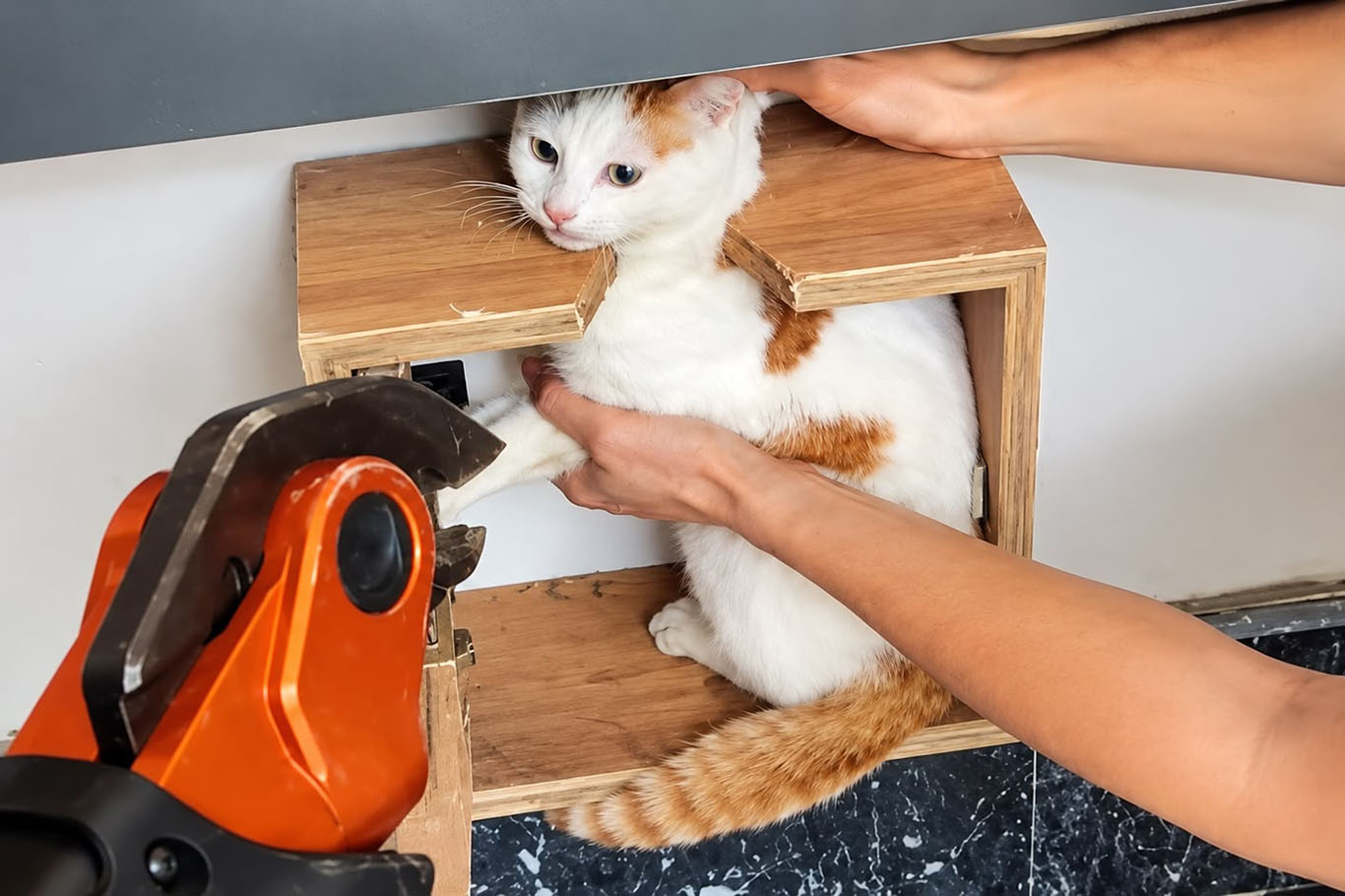 Malatya'da posta kutusuna sıkışan kedi kurtarıldı