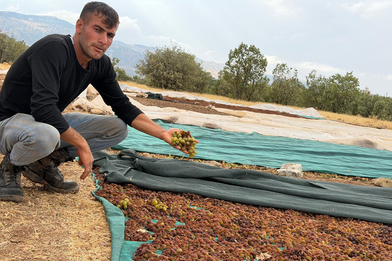 Bir yıllık emekleri yağışta zarar gören kuru üzüm üreticileri destek istedi