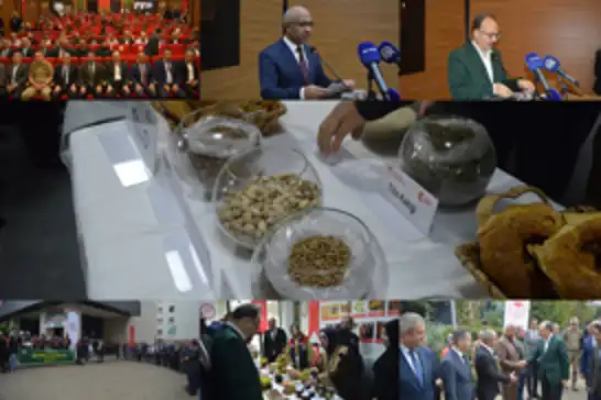 Siirt fıstığında yeni hedef: Üretim 50 bin tona çıkarılacak