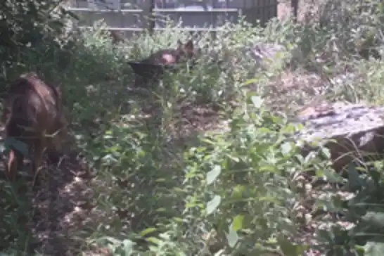 Sıcaklardan bunalan çakalların serinleme anları foto kapana yansıdı