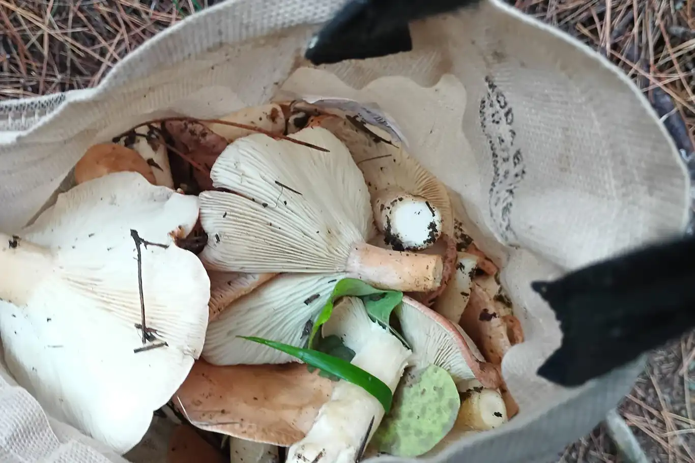 Uzmanından sonbaharda artan mantar popülasyonuna karşı uyarı