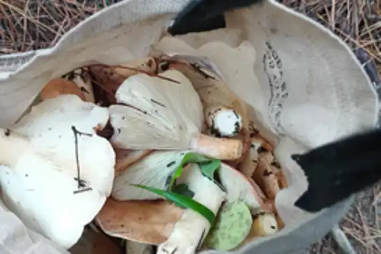 Uzmanından sonbaharda artan mantar popülasyonuna karşı uyarı