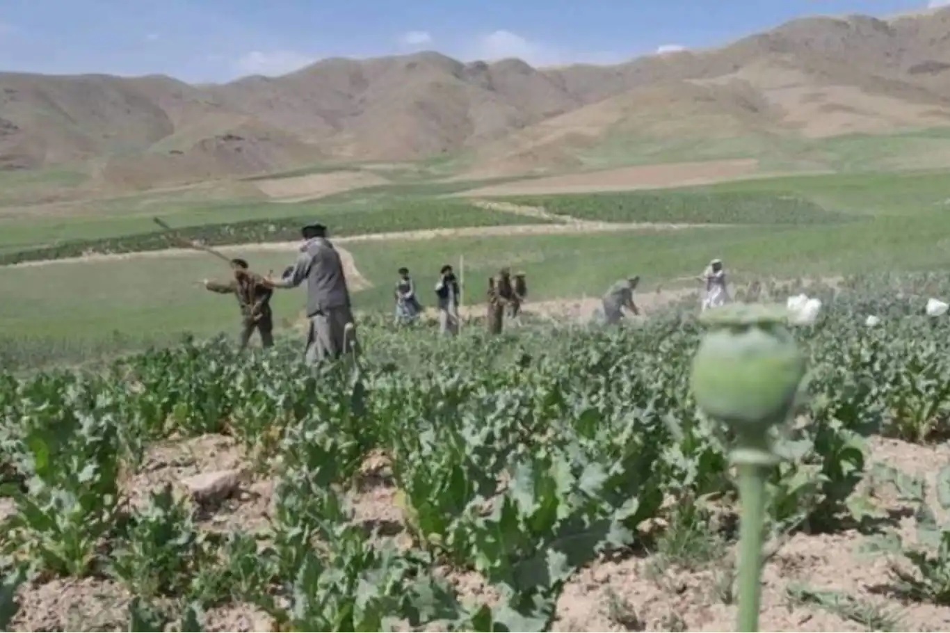 Afganistan'da 3 bin dönüm haşhaş tarlası imha edildi