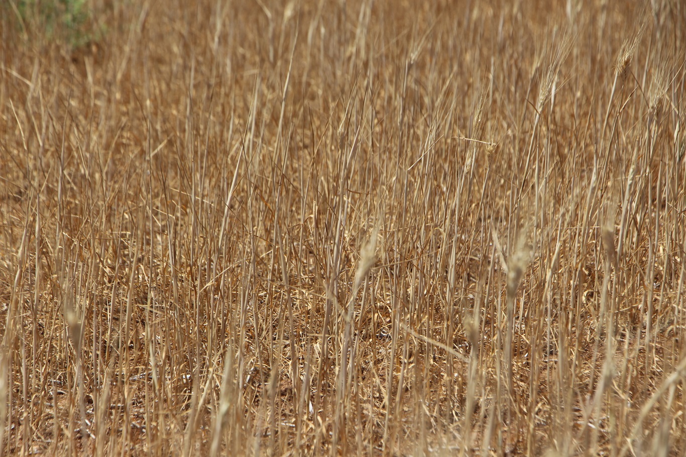 Buğday