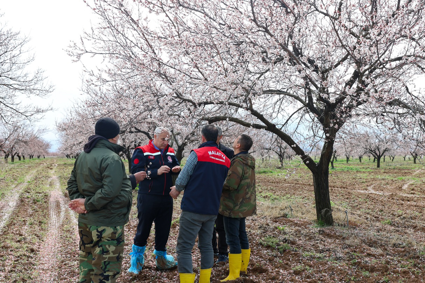 Malatya'da dolu yağışı sonrası kayısı bahçelerinde inceleme