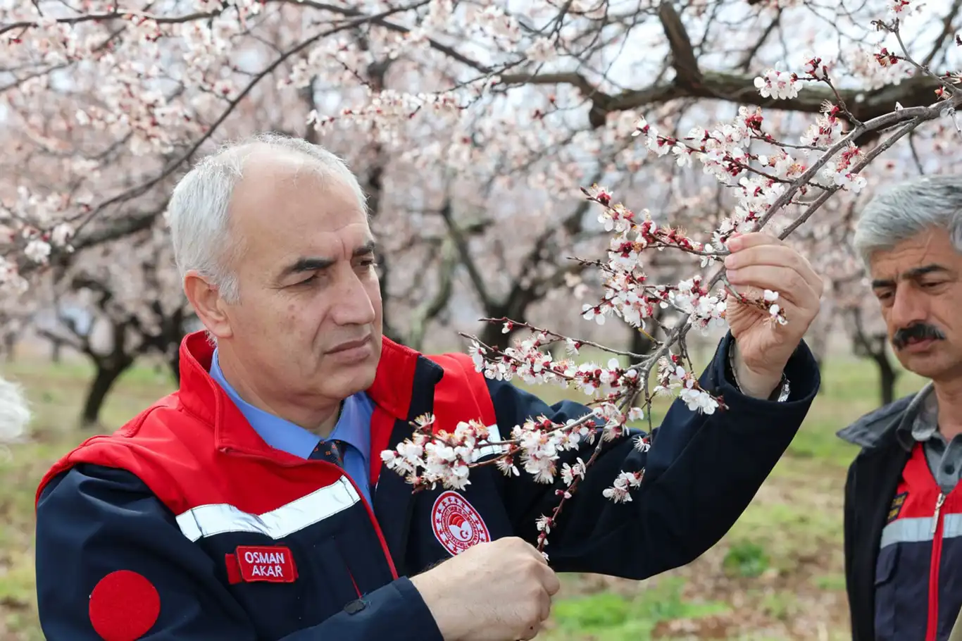 Malatya'da dolu yağışı sonrası kayısı bahçelerinde inceleme