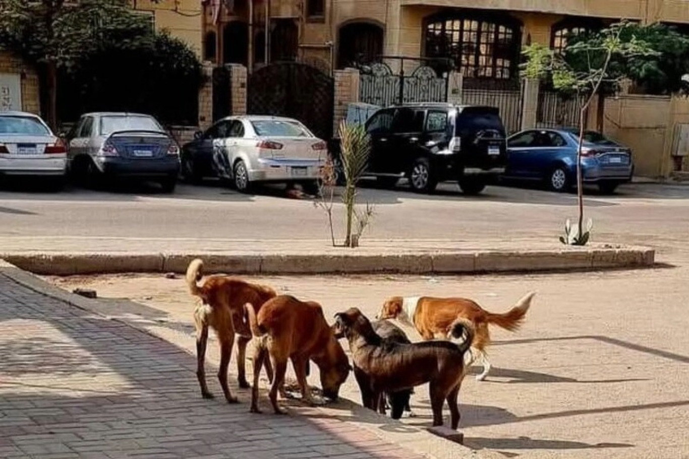 مصر.. أزمة الكلاب الضالة تعود إلى الواجهة