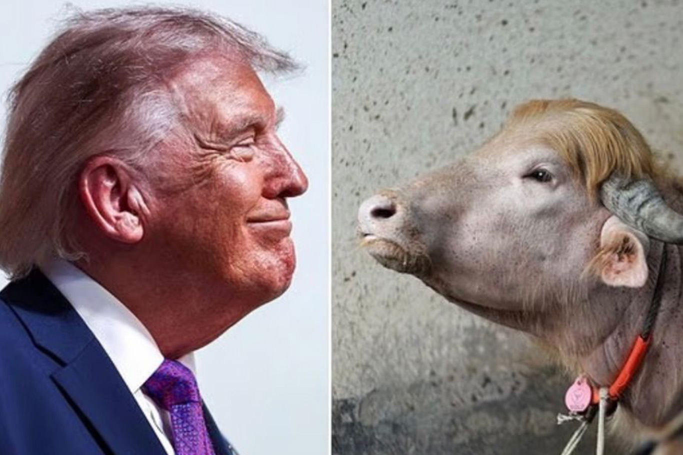 'Donald Trump' buffalo spared from Eid sacrifice, relocated to Dhaka zoo