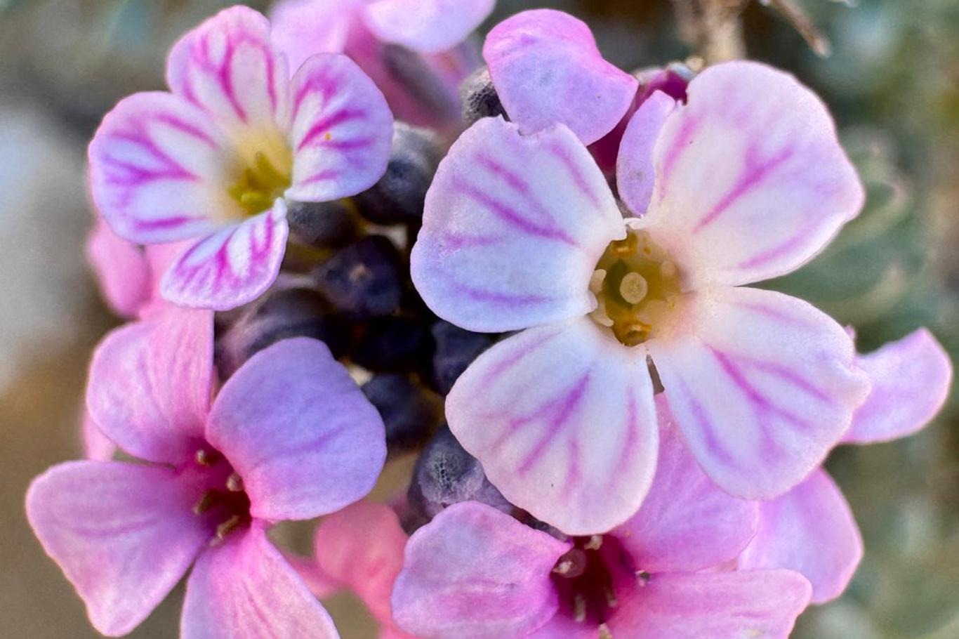 Malatya'da doğanın gizli hazinesi keşfediliyor