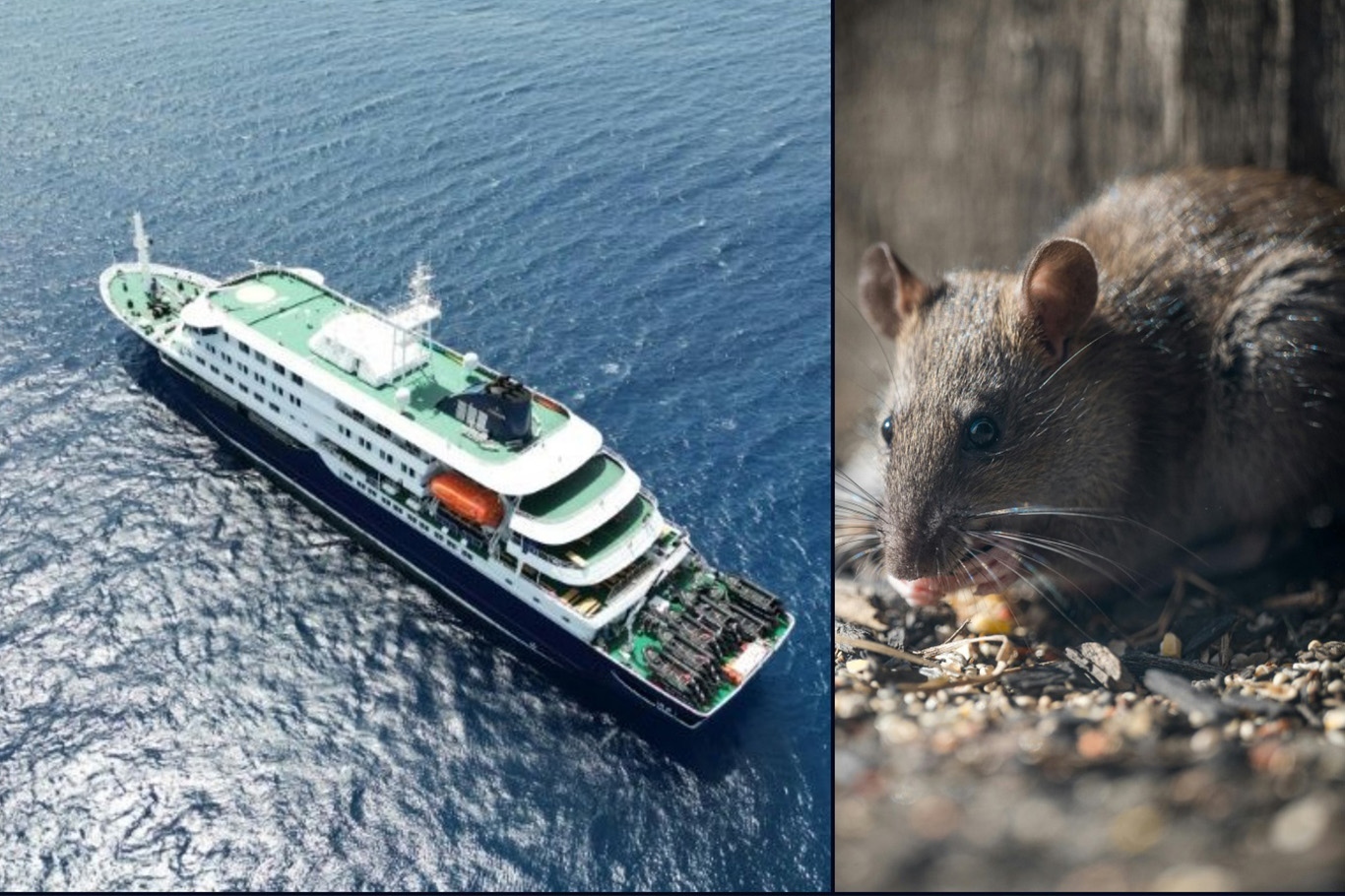 WHO confirms hantavirus cases in Switzerland linked to cruise passenger