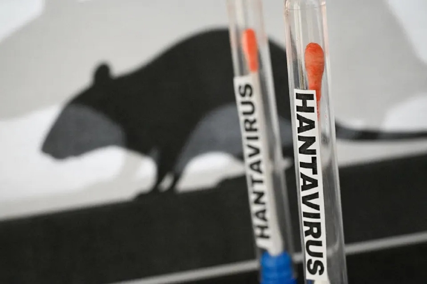 Hantavirus concern in the Netherlands: Flight attendant placed under medical observation