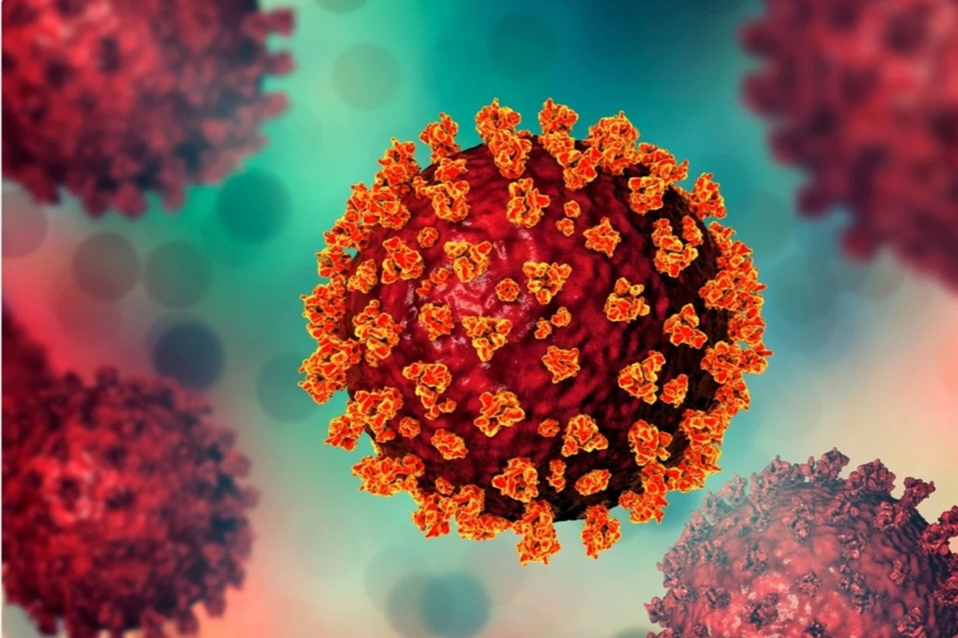  China reports no Andes virus cases amid cruise outbreak concern