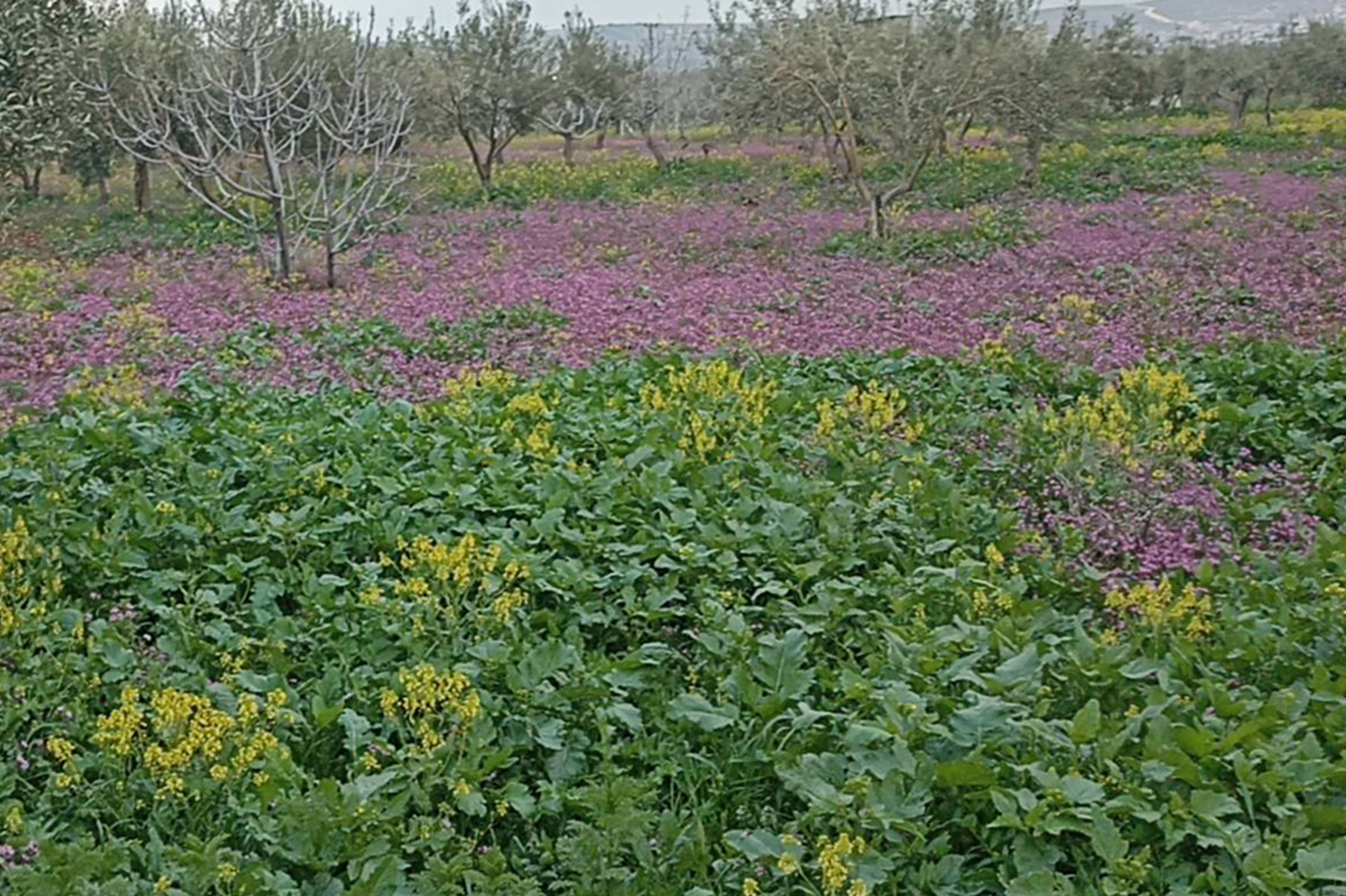 Gaziantep'te bahar manzaraları göz kamaştırıyor