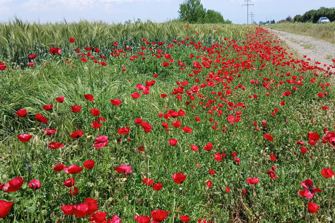 Gaziantep'te bahar manzaraları göz kamaştırıyor
