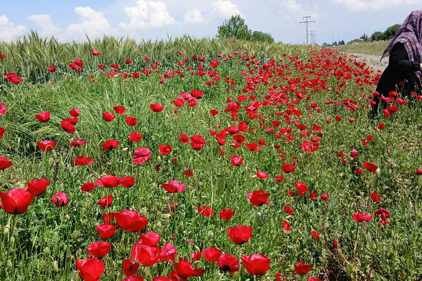 Gaziantep'te bahar manzaraları göz kamaştırıyor