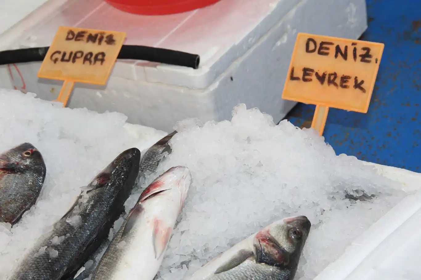 Balık sezonu bitti: Tezgahlarda çupra, levrek, somon ve alabalık var