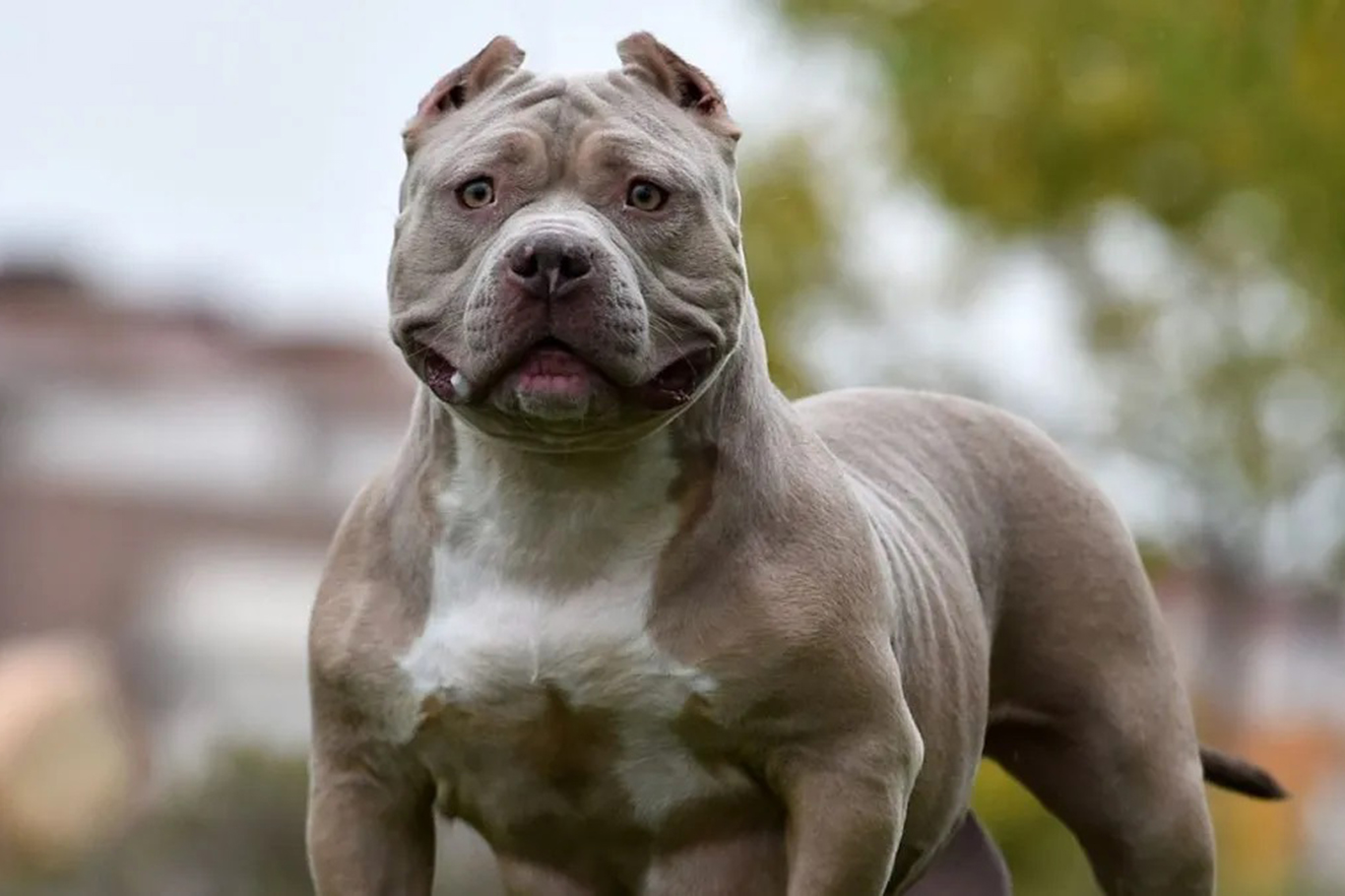 İngiltere'den çocuk güvenliği adımı: Tehlikeli köpeklerle yalnız kalmak yasaklanıyor