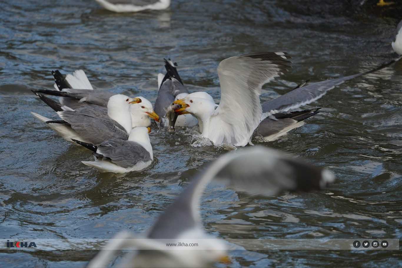 One of Türkiye's most remarkable natural events is once again drawing visitors from across the country and abroad as millions of pearl mullets begin their annual migration through the freshwater streams feeding Lake Van.