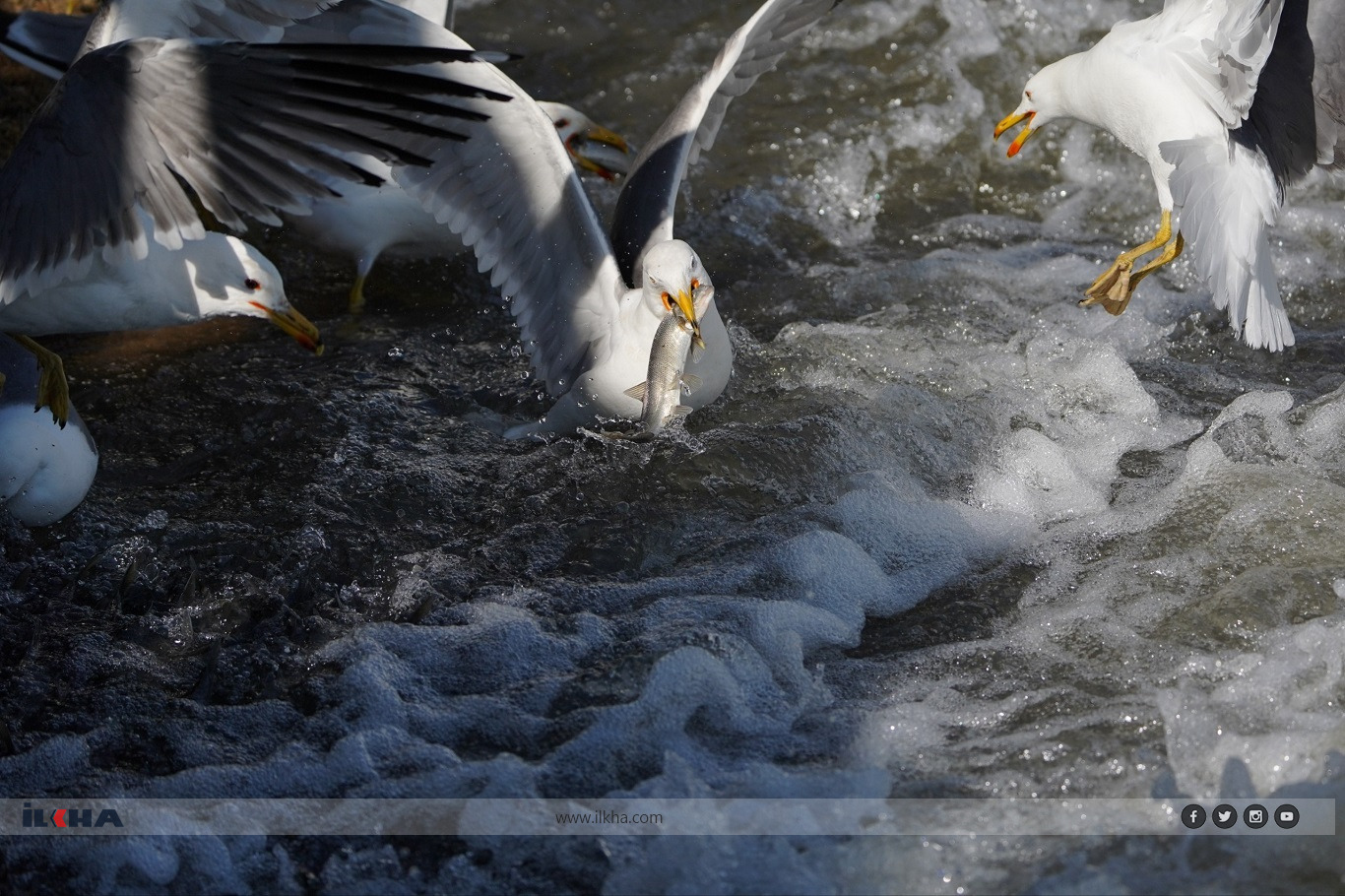 One of Türkiye's most remarkable natural events is once again drawing visitors from across the country and abroad as millions of pearl mullets begin their annual migration through the freshwater streams feeding Lake Van.