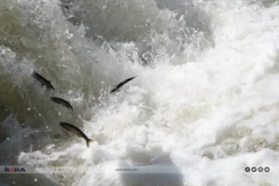 Thousands gather to witness Lake Van's spectacular pearl mullet migration
