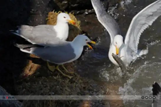 Thousands gather to witness Lake Van's spectacular pearl mullet migration