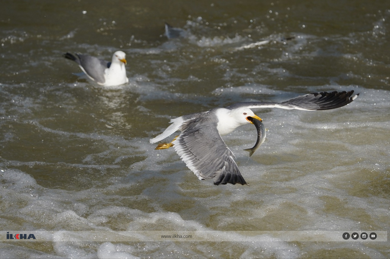 One of Türkiye's most remarkable natural events is once again drawing visitors from across the country and abroad as millions of pearl mullets begin their annual migration through the freshwater streams feeding Lake Van.