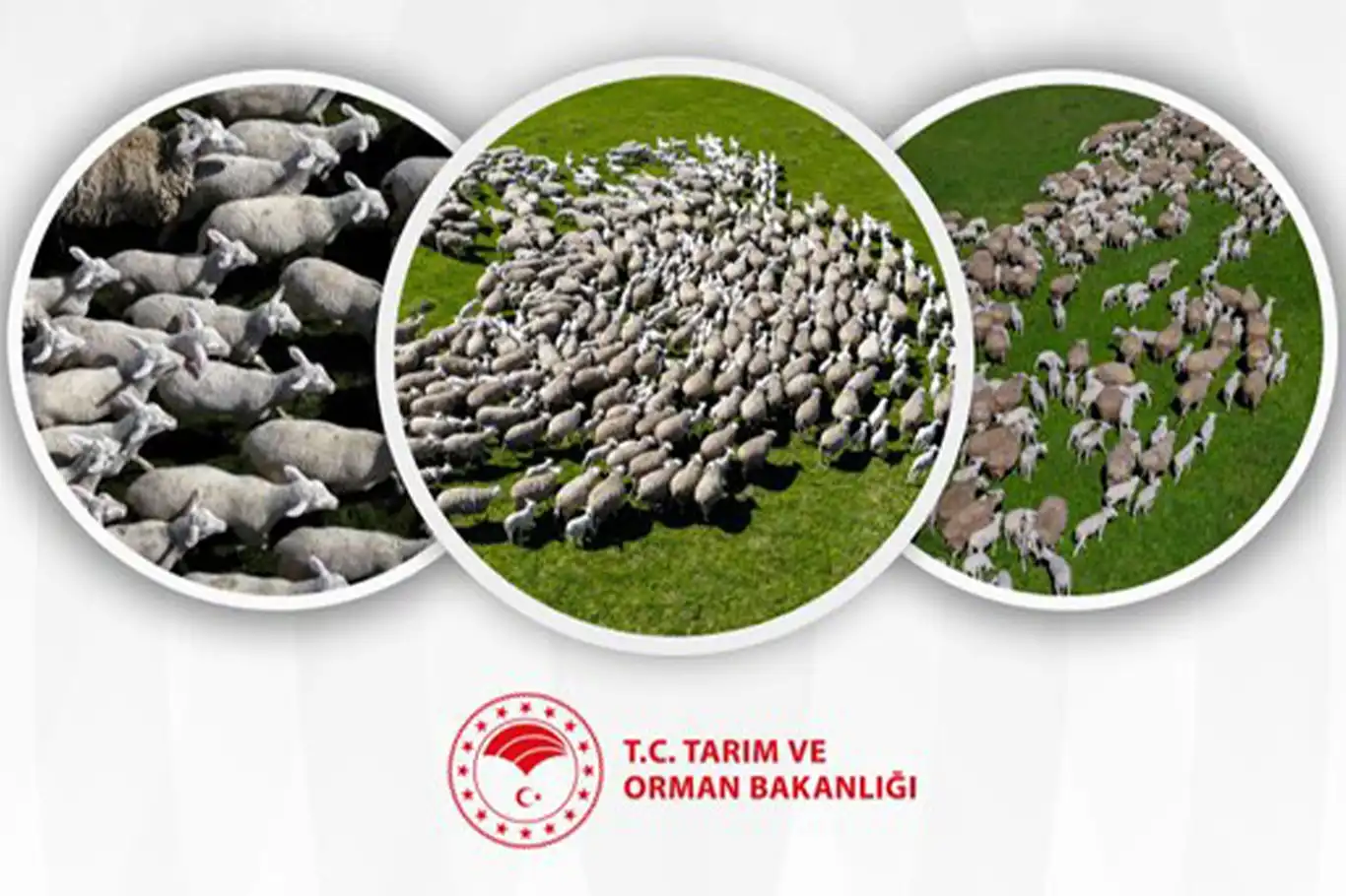 Kırsalda Bereket Küçükbaşa Destek Projesinin ilk etap sonuçları açıklandı