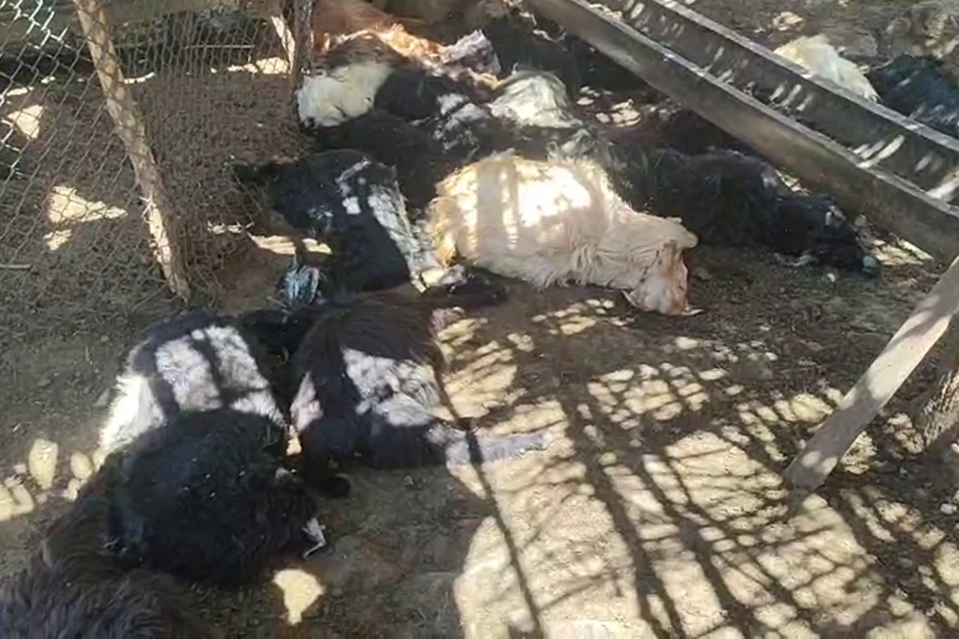 Şirvan'da başıboş köpeklerin saldırısında 26 keçi telef oldu