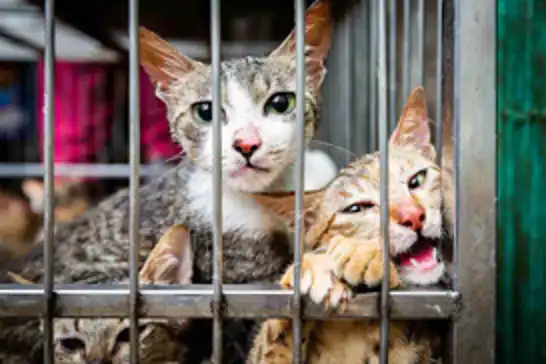 Vietnam'da kesilmek üzere çalınan yüzlerce kedi kurtarıldı