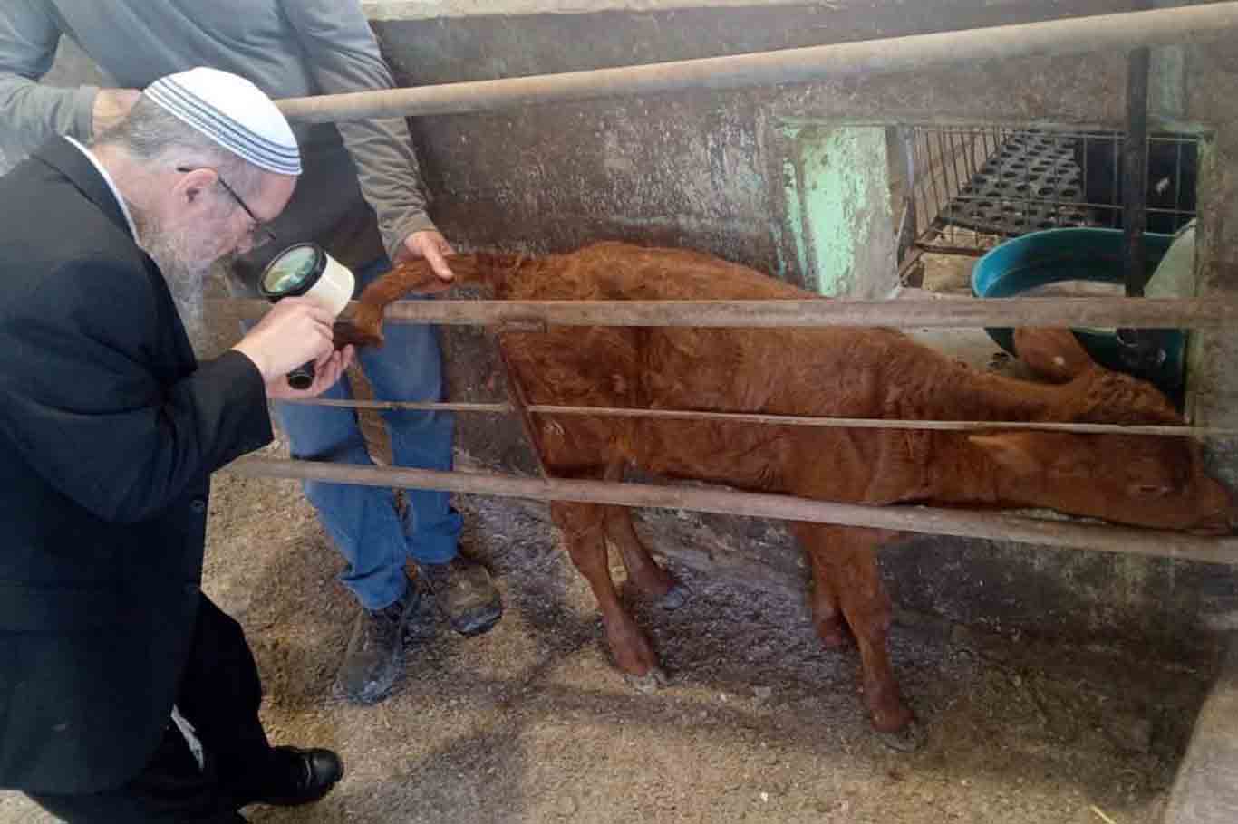 خۆشحاڵیی سەهیۆنییەکان بە "گۆلکی سوور": قۆناغێکی نوێ لە پلانەکانی بە ئامانجگرتنی مزگەوتی ئەقسا