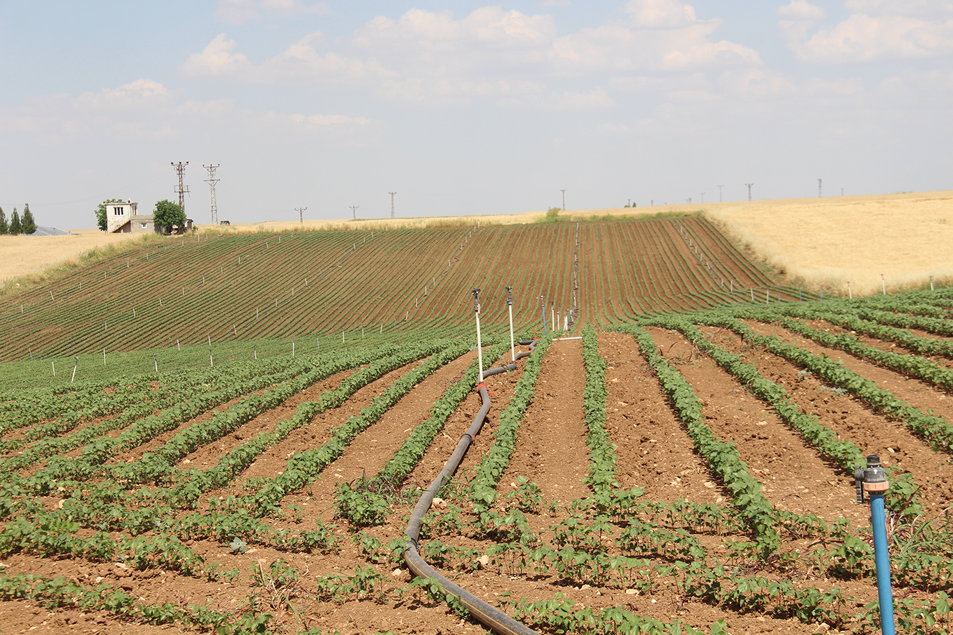 Yüksek faturalar çiftçiyi üretimden uzaklaştırdı