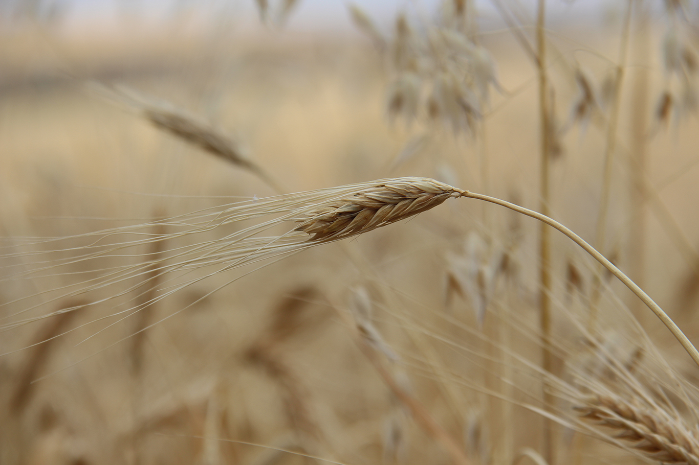 Yüksek faturalar çiftçiyi üretimden uzaklaştırdı