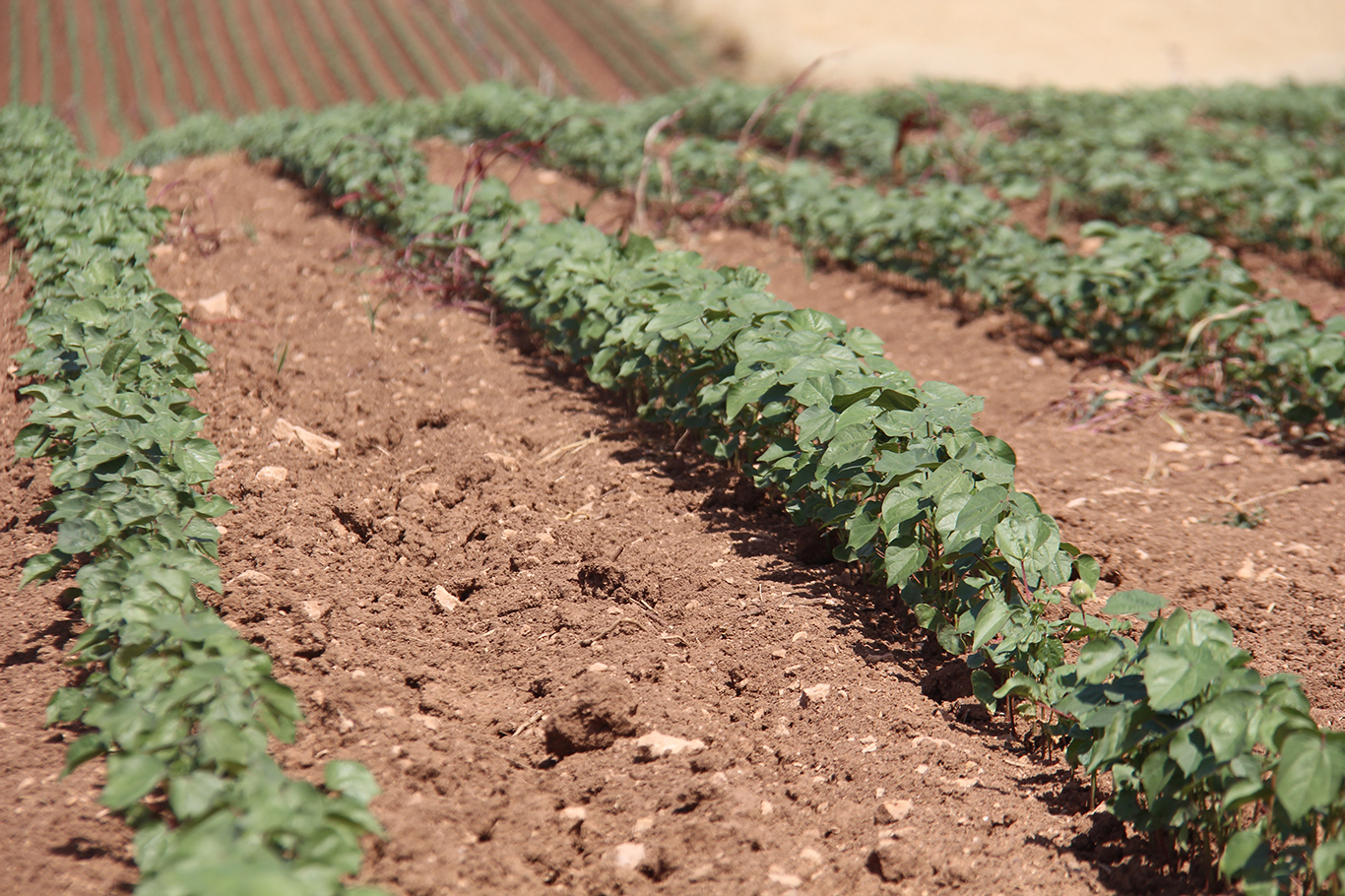 Yüksek faturalar çiftçiyi üretimden uzaklaştırdı