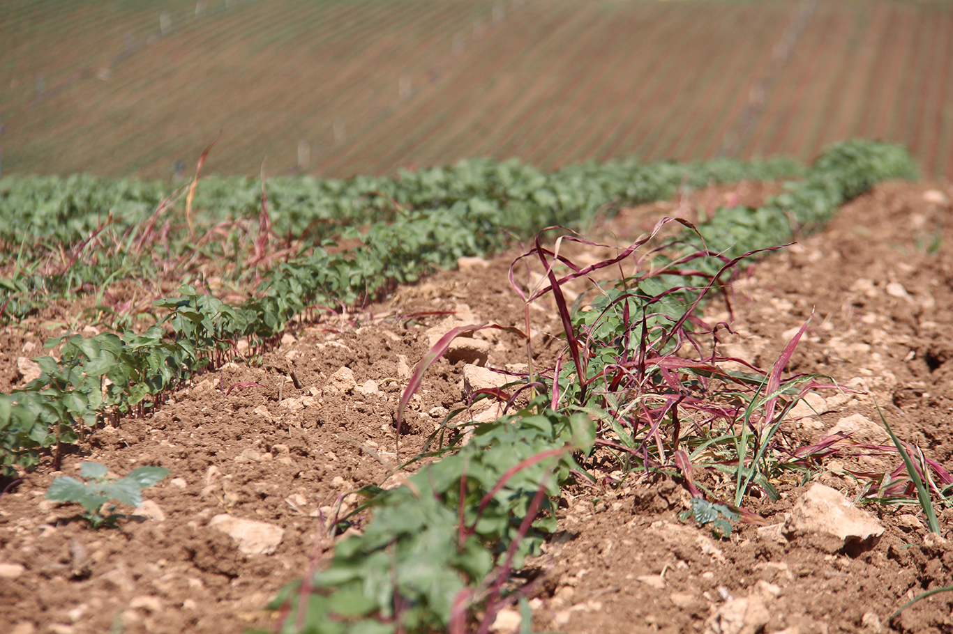 Yüksek faturalar çiftçiyi üretimden uzaklaştırdı