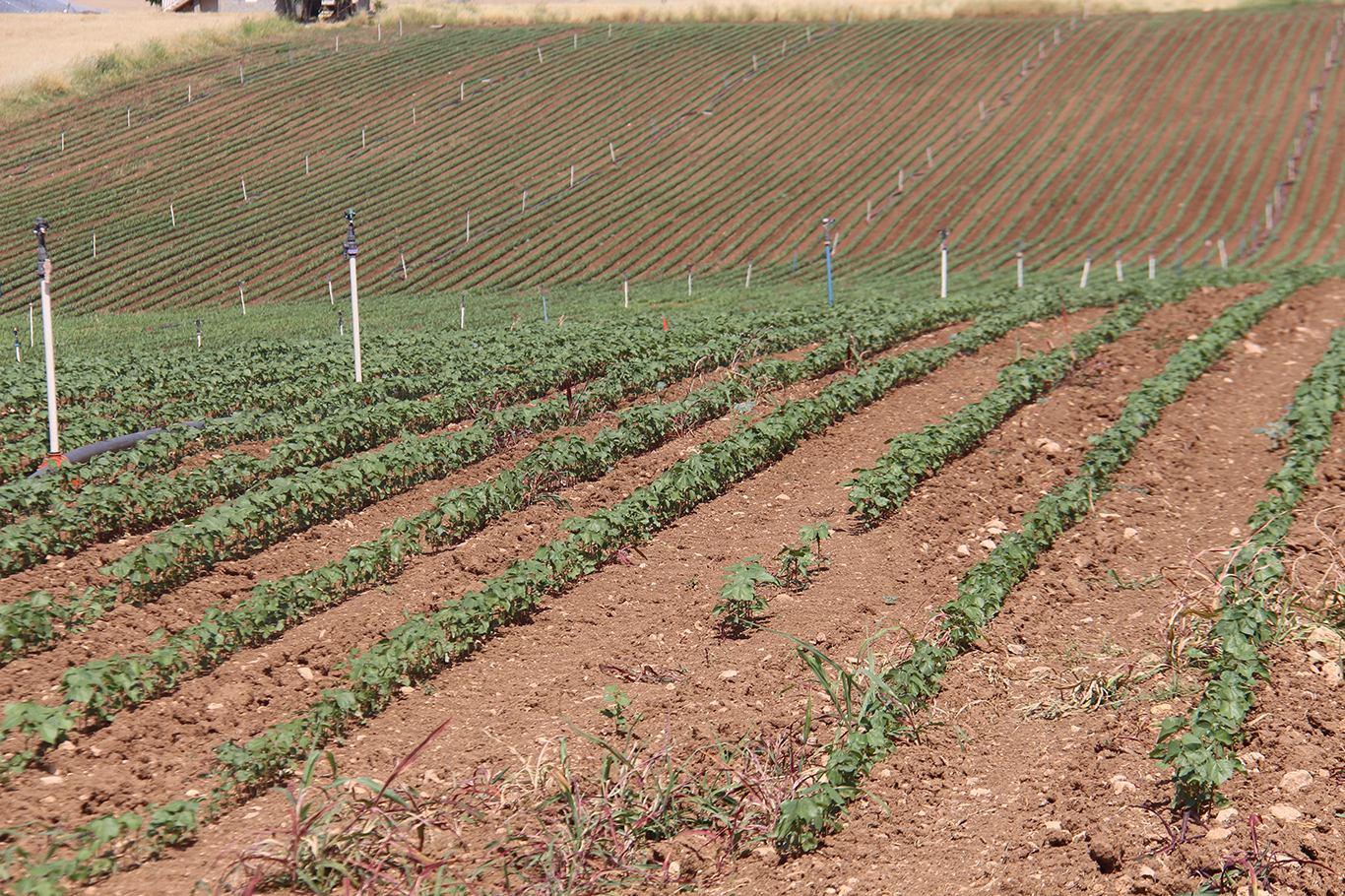 Yüksek faturalar çiftçiyi üretimden uzaklaştırdı
