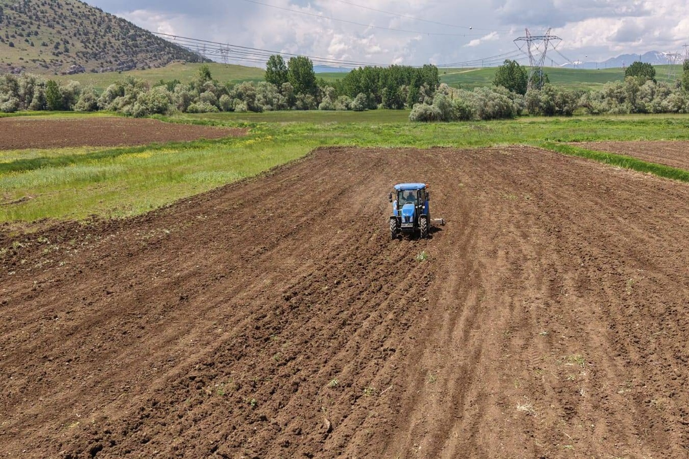 Adana'da binlerce dönüm arazide ayçiçeği ekimi başladı