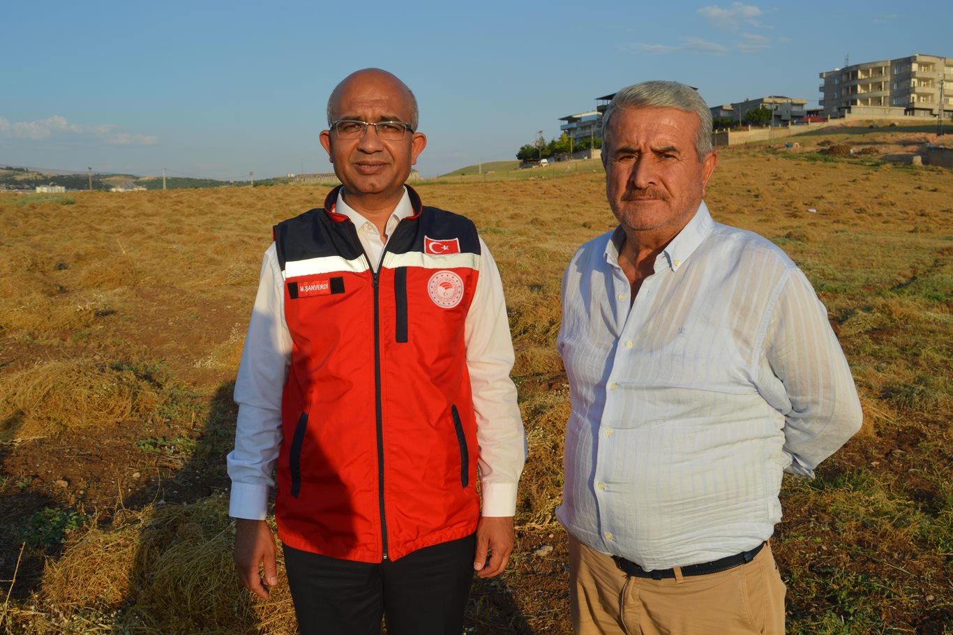 Yağışlar bereket getirdi: Siirt'te mercimek hasadında yüzler gülüyor