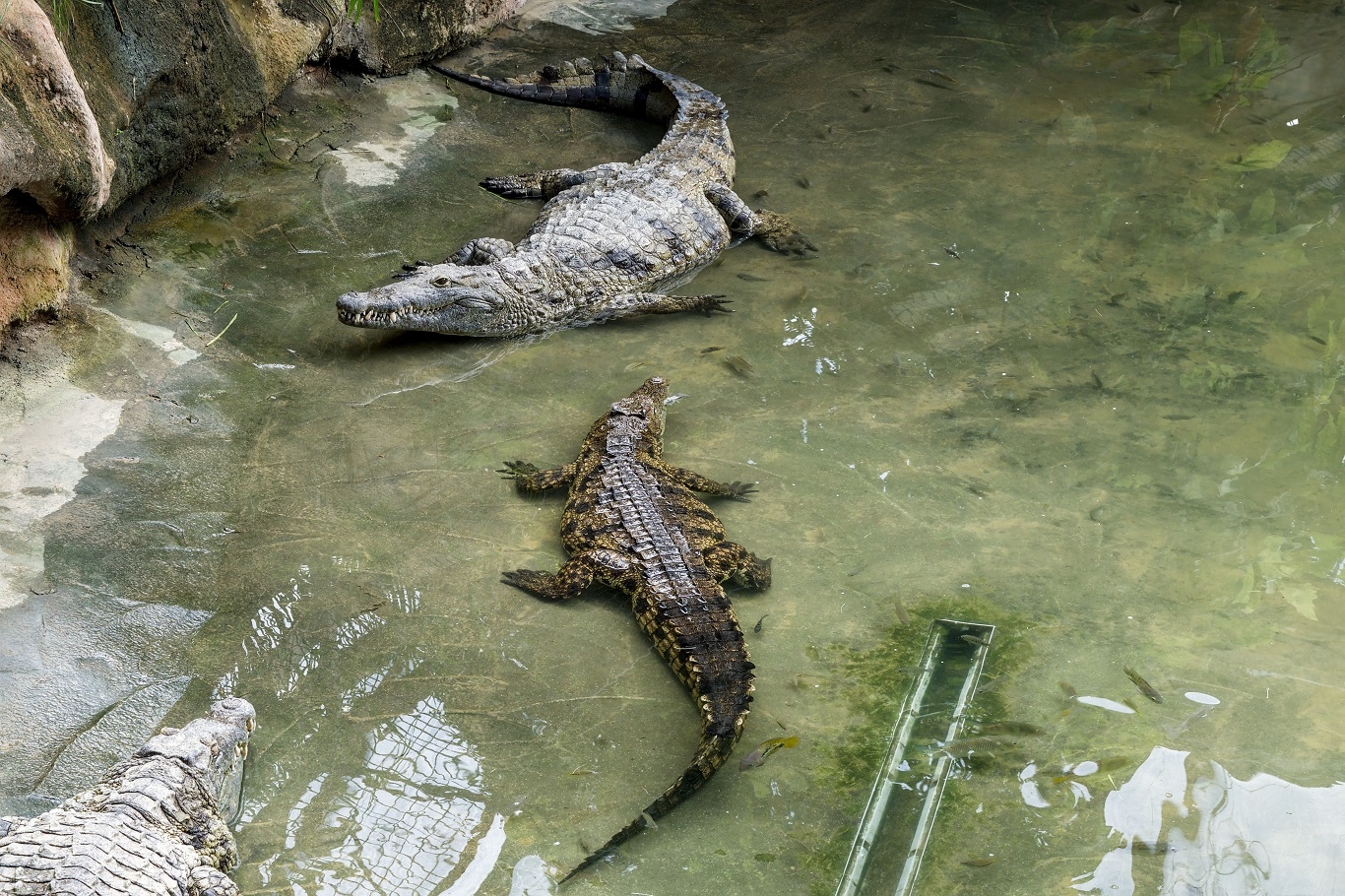 Man released on bail after arrest over child’s crocodile enclosure incident in England